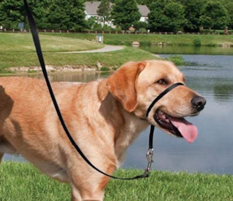 PetSafe Gentle Leader Headcollar