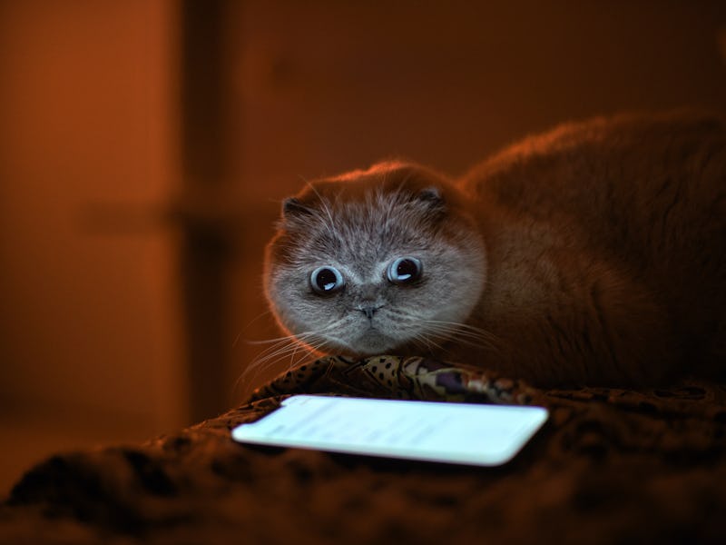 Cat looking at smart phone in the dark