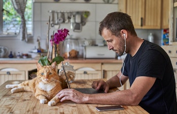 Cat sitting next to man working on laptop