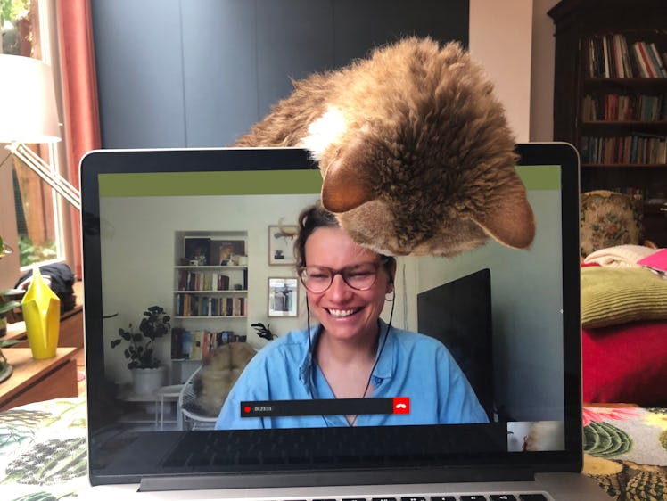 Cat looking at woman on video call