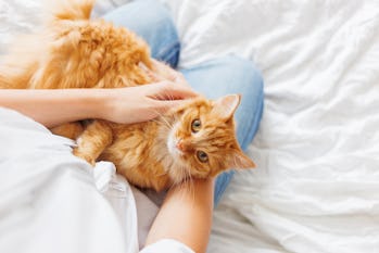 Cat cradled in owner's arms