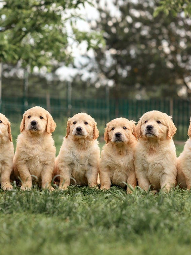 12 National Puppy Day photos and tweets