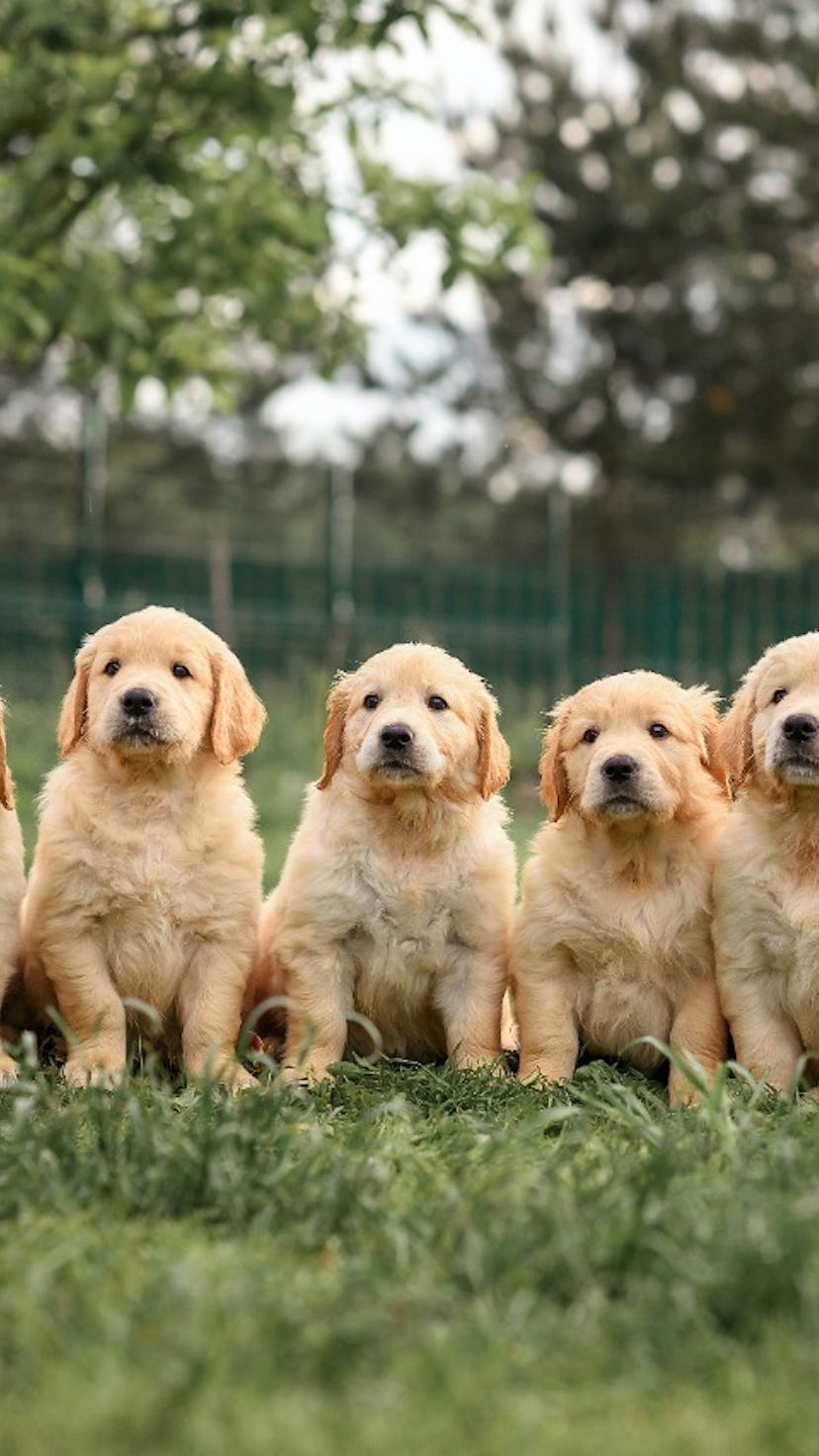 12 National Puppy Day photos and tweets