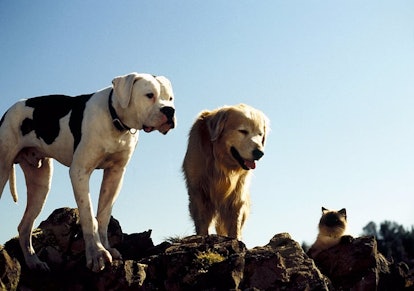 In the '90s family film 'Homeward Bound,' three pets set out to reunite with their owners.