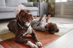 These Instagram captions are perfect for photos of your sweet pup and baby.
