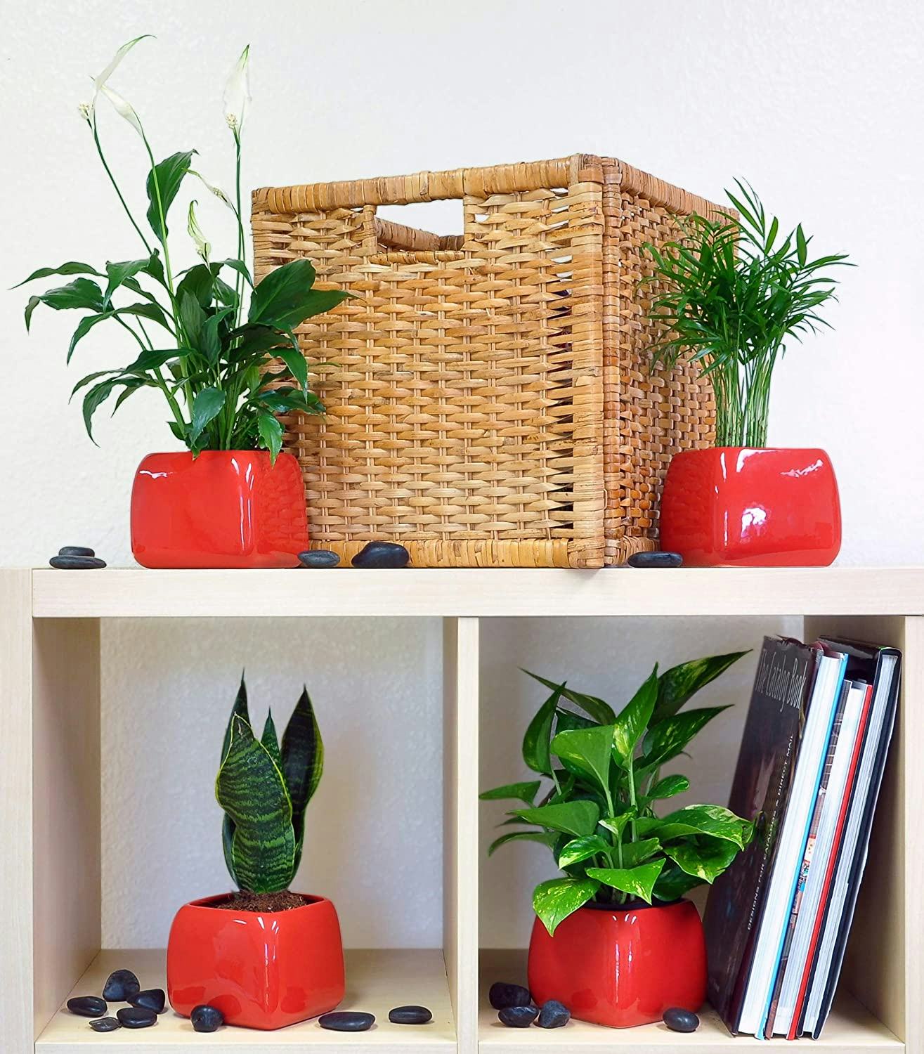 Costa Farms Clean Air Collection (3-Pack)