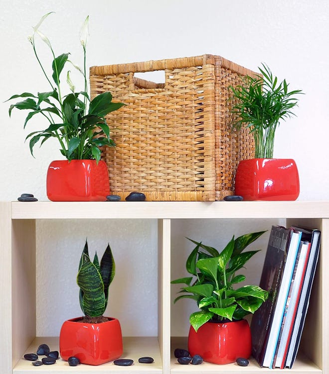 Costa Farms Clean Air Collection (3-Pack)