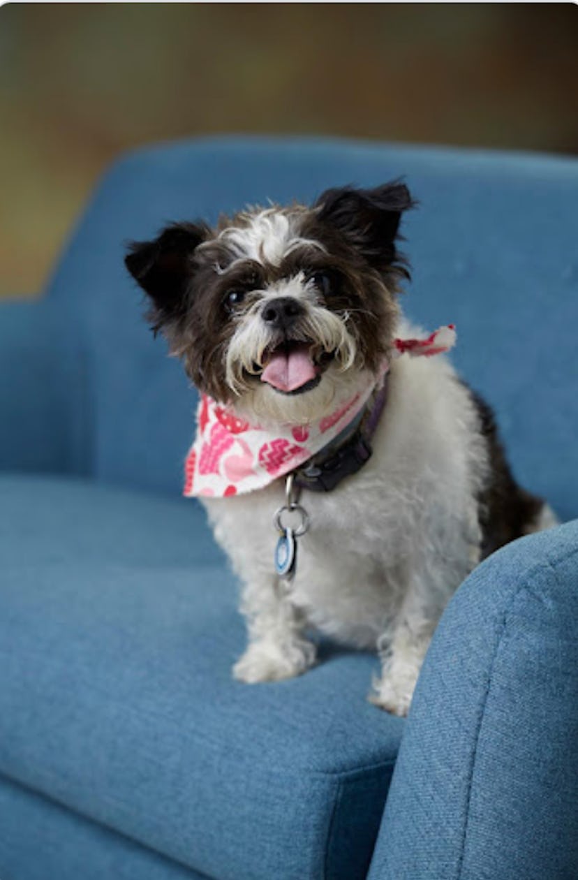 An 11-year-old shih tzu terrier mix named Zoey sitting on a blue couch, with its tongue out, posing ...