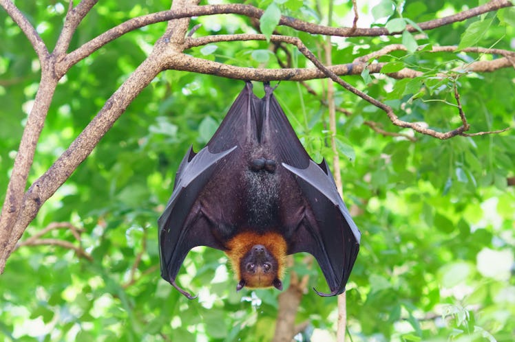 Fruit bat hanging upside down