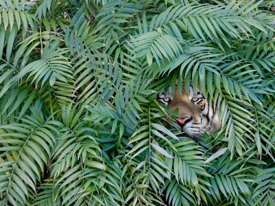 Tiger hiding in forest