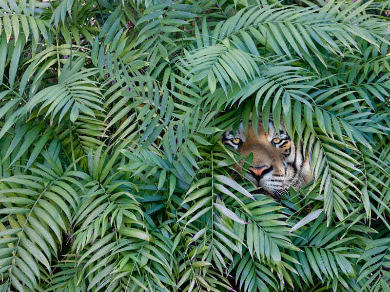 Tiger hiding in forest