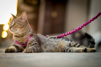 Cat on a leash on the ground