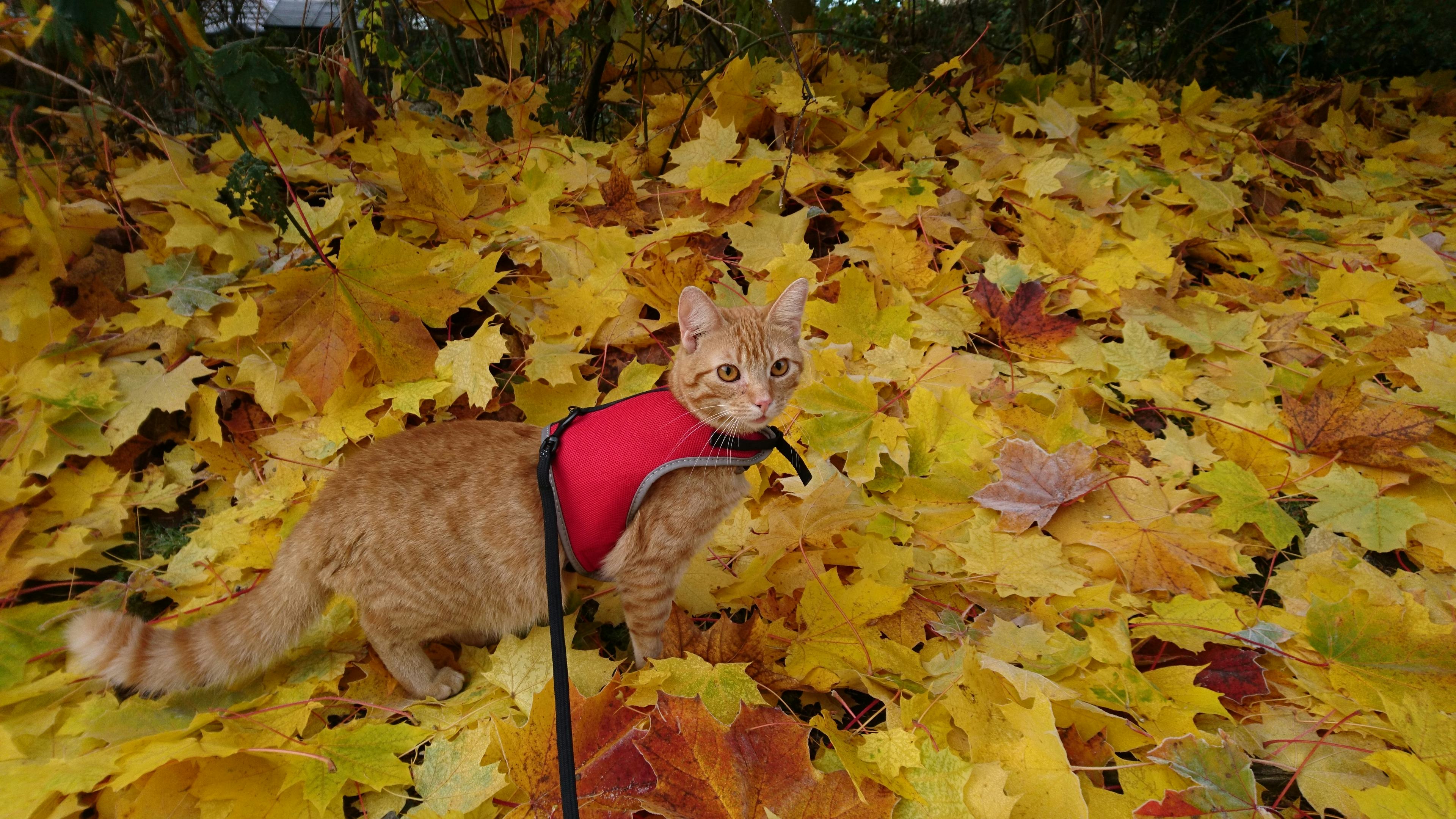 Should you take your cat on walks? Pet experts reveal the complicated