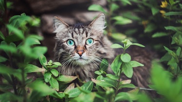 Cat peering through bushes