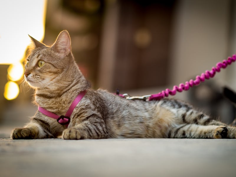 Cat wearing a harness and leash
