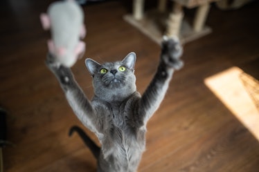 Cat leaping toward toy