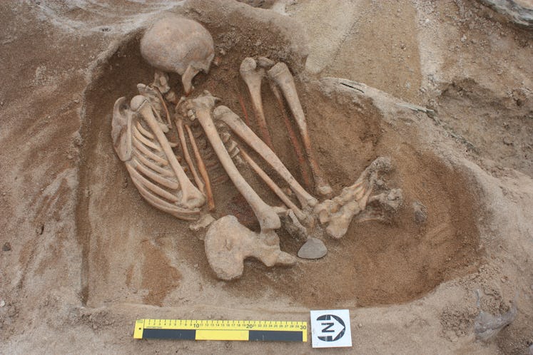 Female skeleton, aged 19-20 years