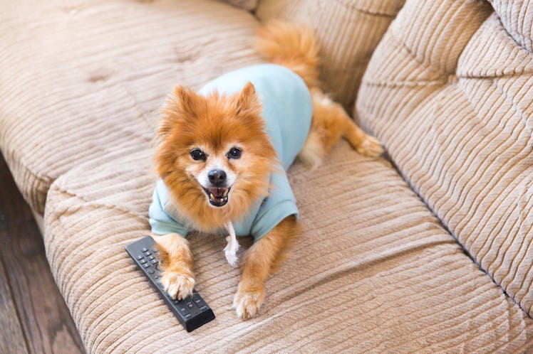 Fluffy on couch with remote