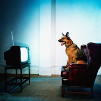 Your dog’s TV habits could help scientists unlock new insight into aging