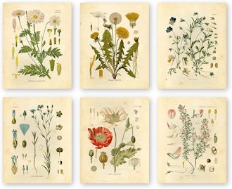 Botanical Art Prints (Set of 6)