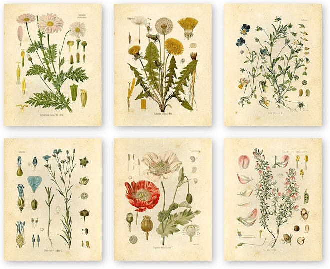 Botanical Art Prints (Set of 6)