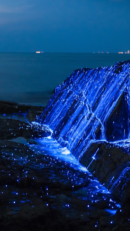 The top bioluminescent beaches are lit up by plankton and algae.