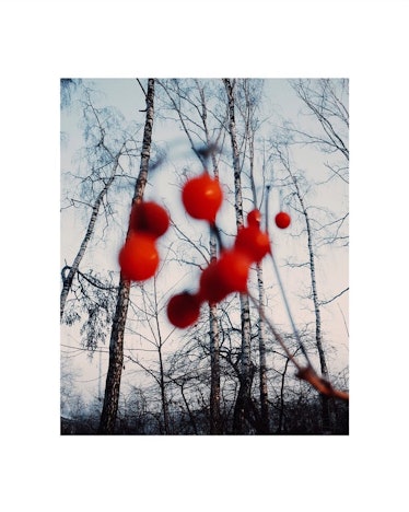 A photo of trees and berries by Jack Davison