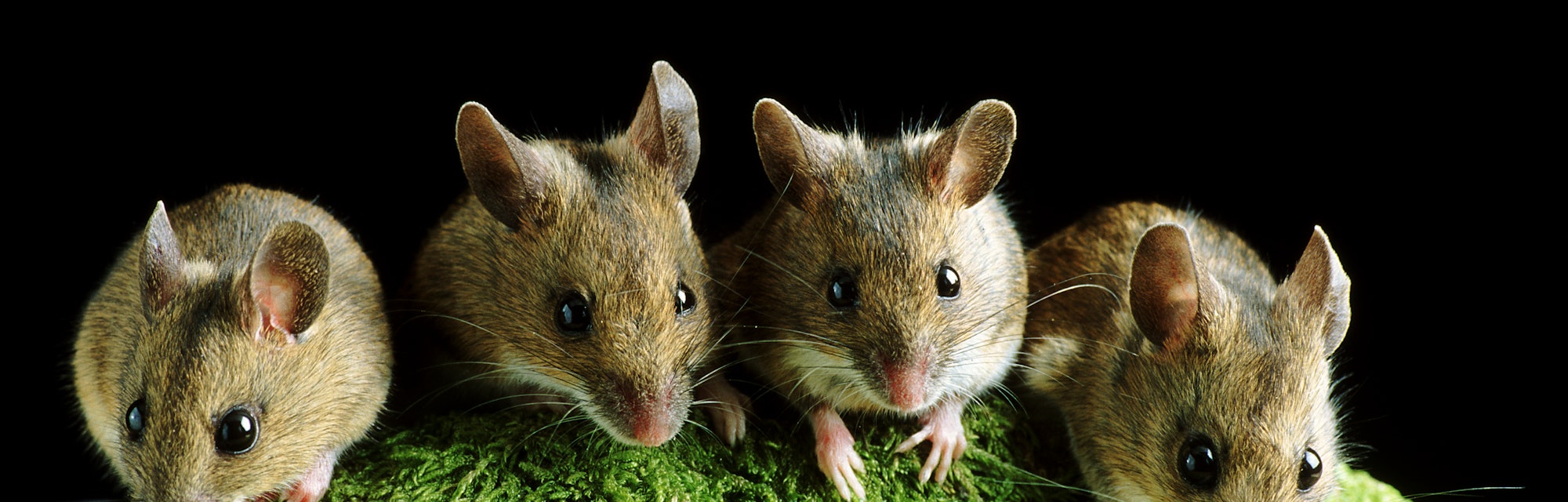 Three mice sitting on grass