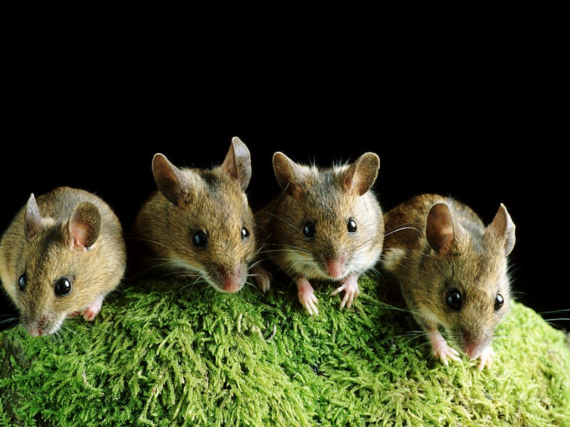 Three mice sitting on grass