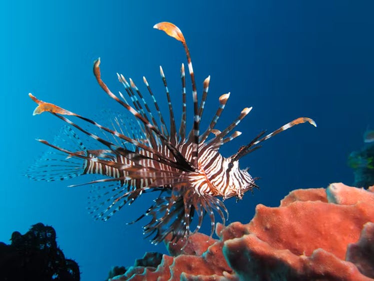 A red lionfish swims