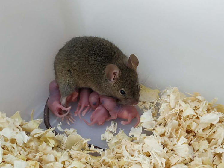 A mouse — produced via parthenogenesis — and her offspring