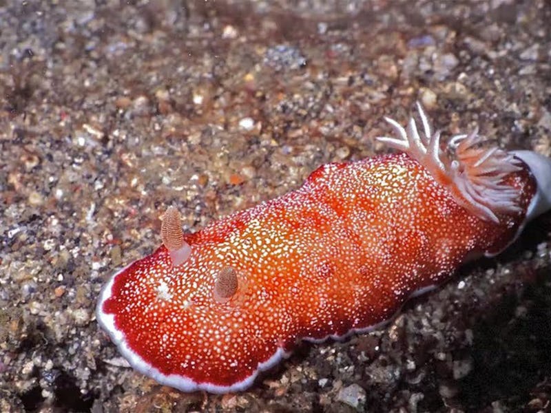 Mating slugs and snails - like Chromodoris reticulata - undergo complicated negotiations over what g...