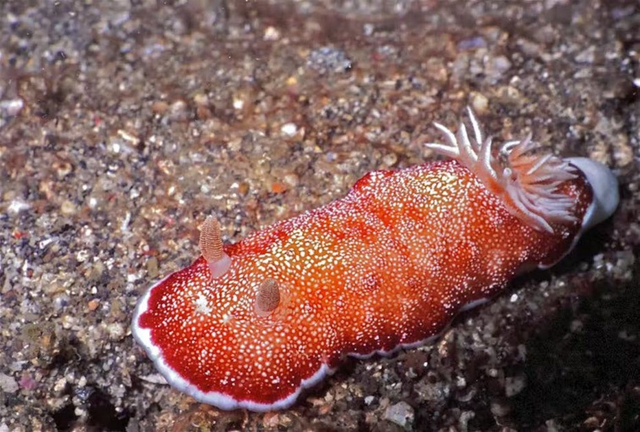 This Hermaphroditic Sea Slug Bites Off Its Own Or Its Partners Penis