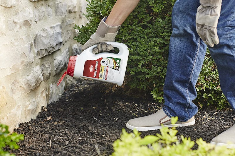 The 8 Best Ant Killers For Lawns