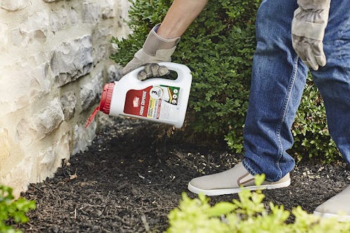 best ant killer for lawns