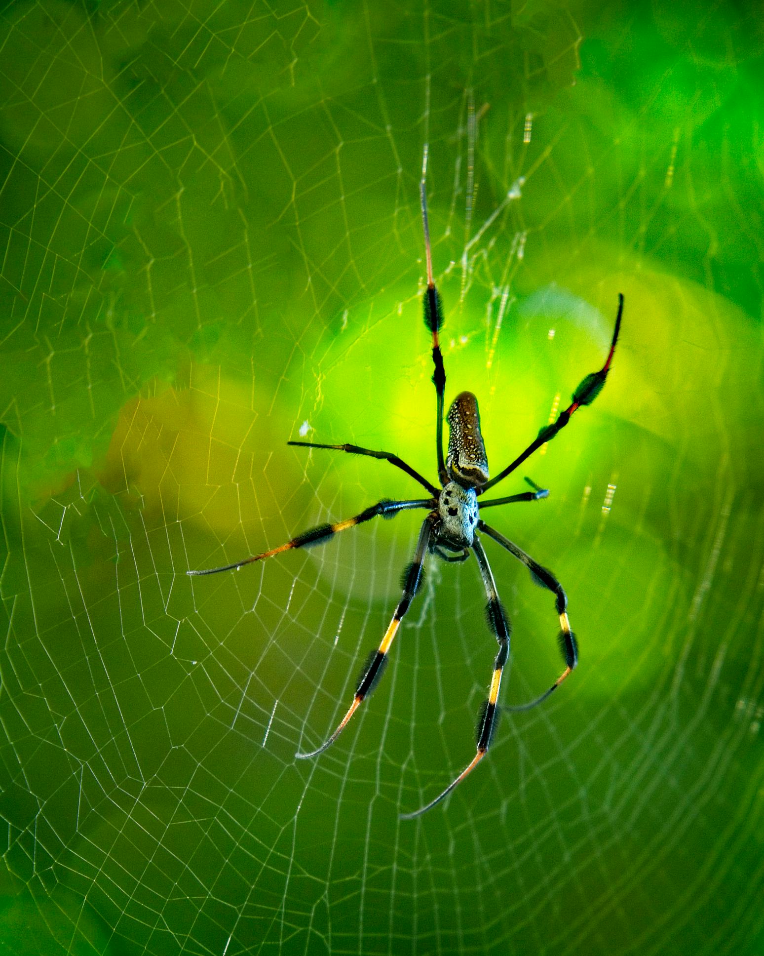 Joro Spiders In Are Spreading Fast