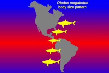 A graphical representation of changing body sizes in megalodons.