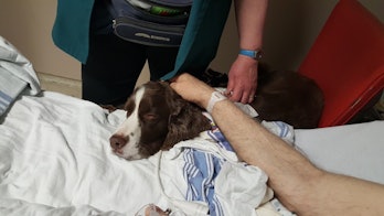 Therapy dog comforting patient