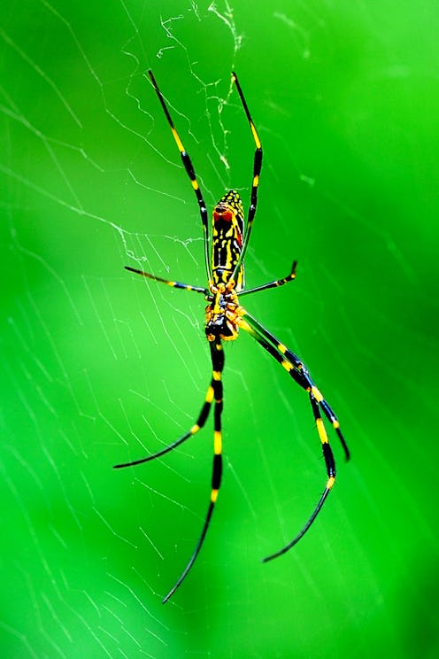 Everything we know so far about the giant Joro spiders in Georgia that are quickly spreading across ...