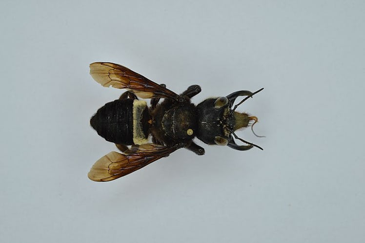 megachile pluto bee