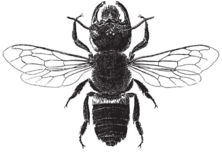 A drawing of the female Megachile pluto by Dr. H Friese (1911).