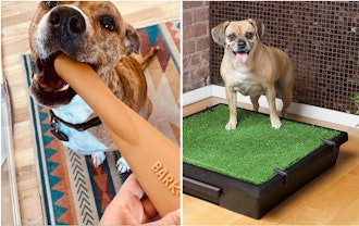 Your Dog Could Be So Much Better Behaved If You Tried Any Of These 25 Tricks