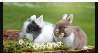 Fluffy rabbits make the cutest Easter Zoom background