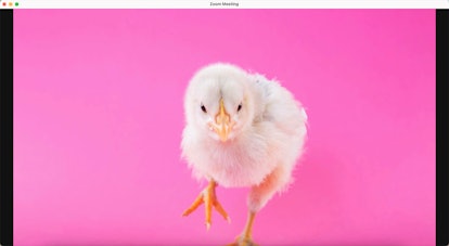 This cute chick on a pink background is perfect for Easter Zoom calls