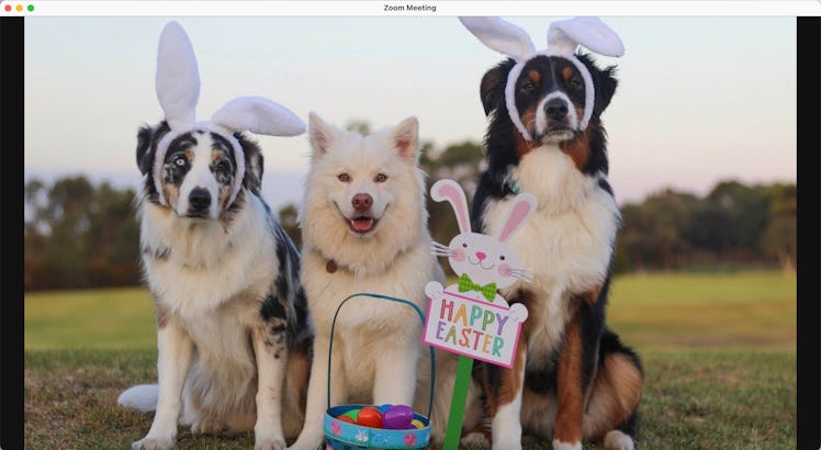 This Easter Zoom background with dogs will delight the animal lovers in your life