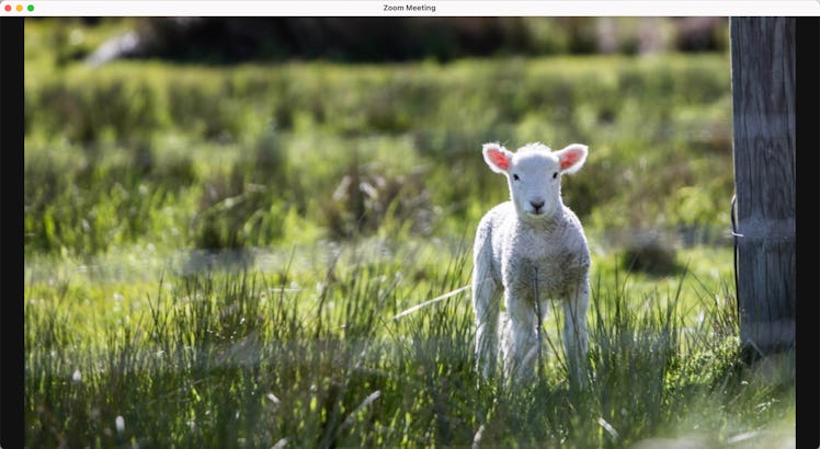 This Easter Zoom background features a lamb in a field