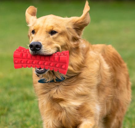 VANFINE Squeaky Chew Toy