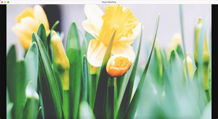 This daffodil Zoom background is perfect for Easter