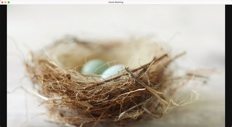 This Easter Zoom background features eggs in a nest