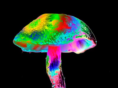 Psilocybin helps different networks in the brain communicate with each other, study shows. 